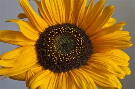 Sunflower Close Up ClipPix ETC Educational Photos For Students And