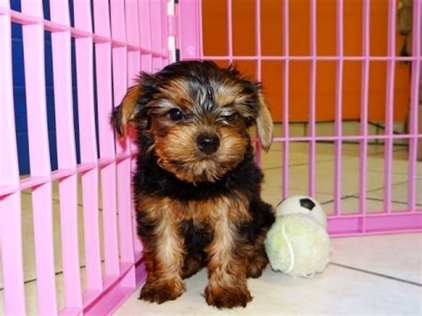 Welcome to chattanooga's very own subreddit! Yorkshire Terrier, Yorkie, Puppies, Dogs, For Sale, In Memphis, Tennessee, TN, 19Breeders ...