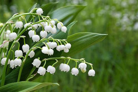 Als giftigste pflanze europas gilt der eisenhut (aconitum napellus). Gefahr für Kinder! 24 Giftpflanzen im Garten | Kidsroom.de ...