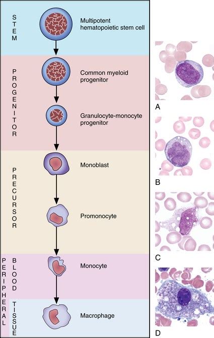 Muhammad Ahmad Md On Twitter Monocytes Vs Promonocytes Vs Monoblasts