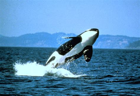 10 Facts About Killer Whales Orca Owlcation