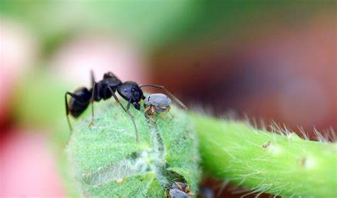 Flying carpenter ants are fascinating and troubling, specifically for their incredible ability to spread their species. MObugs: Black Carpenter Ant