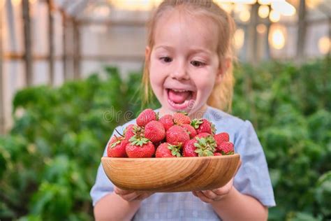 Amazed Toddler With Fresh Picked Strawberries On Organic Berry Farm In