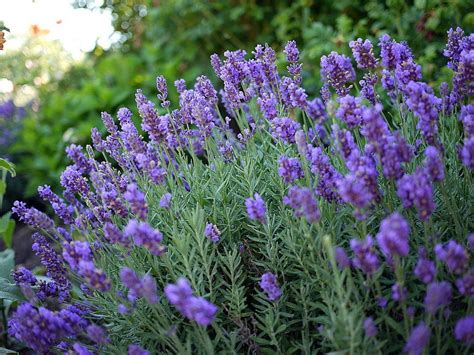 Full sun to partial shade; These low maintenance full sun perennials all have pretty ...