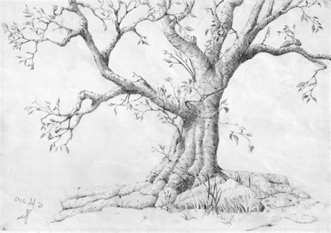 Image Result For How To Draw Trees With Pencil Trees Pinterest