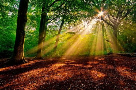 Early Morning In The Forest Sunshine Rays Morning Sunlight Glow