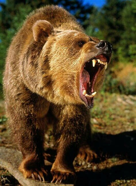 Angry Bear Bear Angry Animals Grizzly Bear Photography