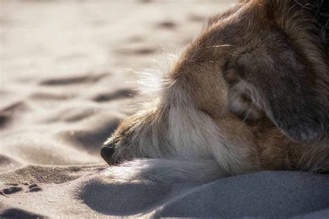 Hawaiian Poi Dog Profile Care Facts Traits Diet Dog Dwell