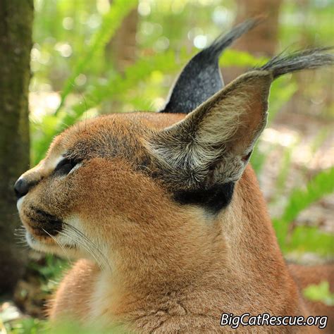 Cyrus Caracal Has A Handsome Profile Check Out Those Amazing Ear Tufts Big Cat Rescue Big