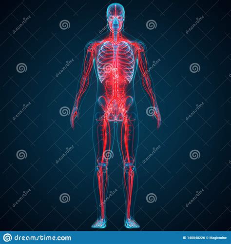 Human Skeleton System Bone Joints Anatomy Stock Illustration ...