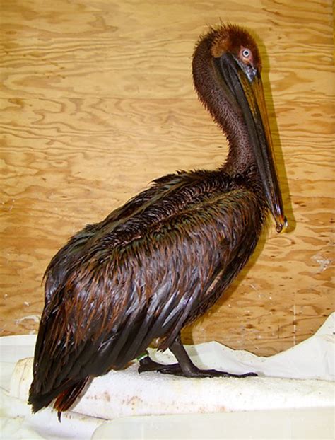 Day Nine Gulf Spill Wildlife Update 5 Oiled Birds International