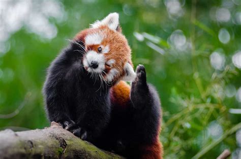 Most Heart Melting Animal Cute Red Panda Raise Their Claws To