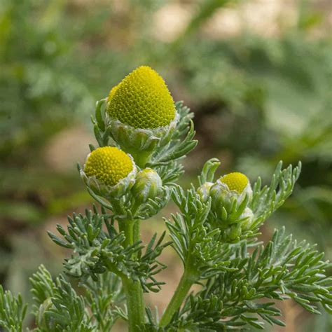 Pineapple Weed Wild Chamomile Forager Chef