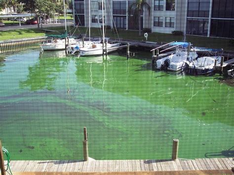 Resources For Understanding Blue Green Algae Cyanobacteria Blooms