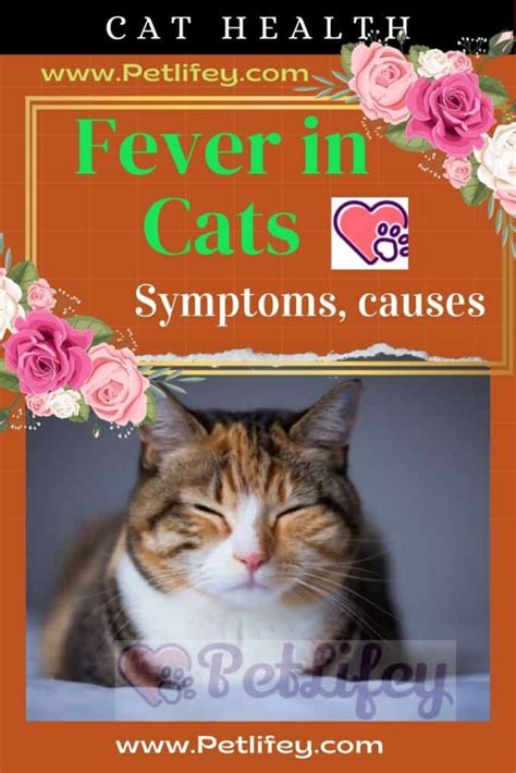 Fever In Cats Symptoms Causes Pet Lifey