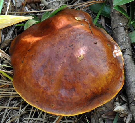 Large Brown Mushroom Seen While Walking The Trails At Litt Flickr