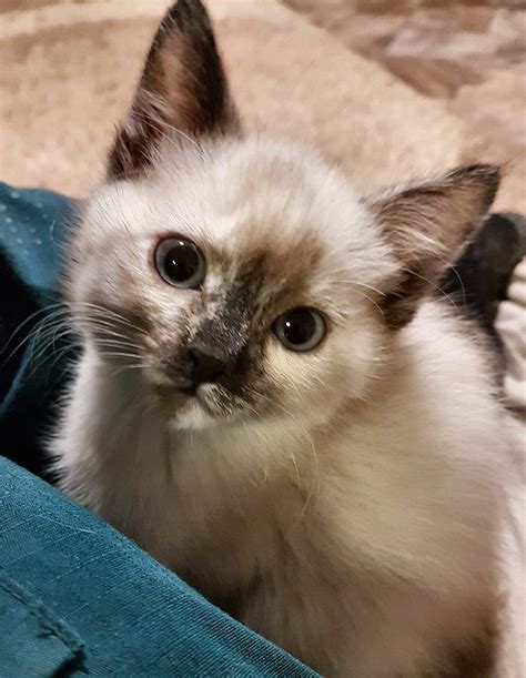 Misty Female Ragdoll Mix Cat In Qld Petrescue