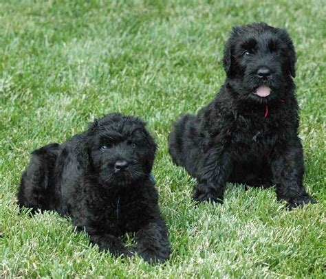 How much do black russian terrier puppies cost? Black Russian Terrier - TerrierPlanet.com