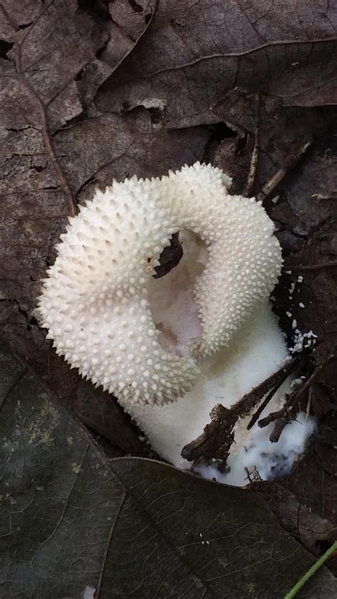 What Is This Mushroom Southwest Virginia Mycology Fungi Mushrooms