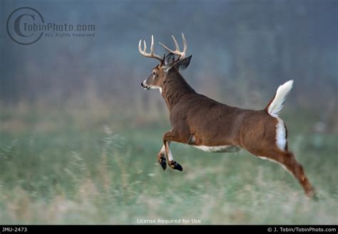 Photo Of A Buck Whitetail Deer Running