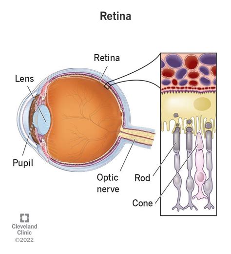 Retina Anatomy Function Common Conditions Eye Function Light