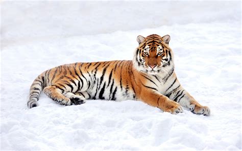 Download Wallpapers Tiger Winter Snow Predator Wildlife Wild Cat