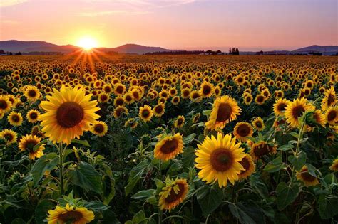 Sunflower Field Sunset Wallpapers Top Free Sunflower Field Sunset