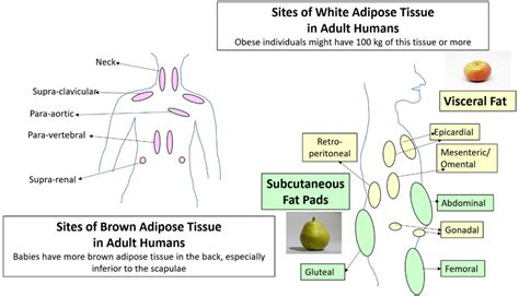 Sites Of Brown Adipose Tissue And White Adipose Tissue In Adult Humans
