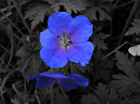 Blue Flower Hd Wallpaper Background Image 2560x1920 Id261666