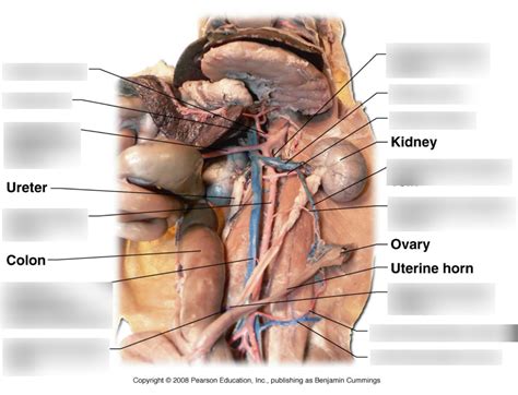 Cat Veins And Arteries Diagram Diagram For You My XXX Hot Girl