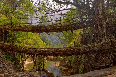 Living Root Bridges A Wonderful Trip And A Lesson In Caring For The