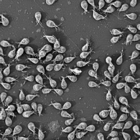Giardia Bares All Parasite Genes Reveal Long Sexual History