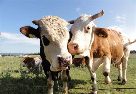 10 Amazing Facts About Cattle Farm Animals Topics Campaigns