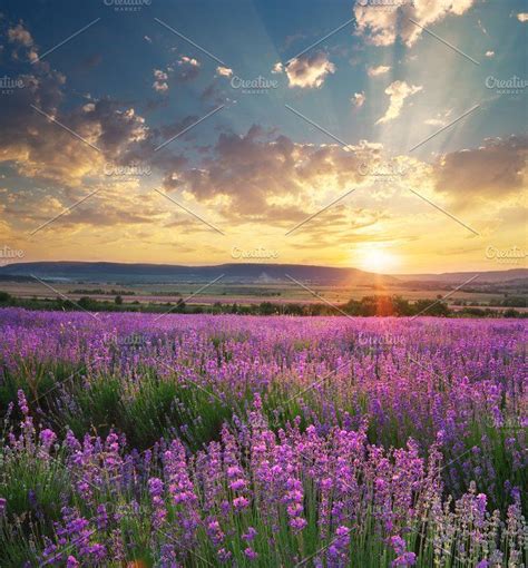 Meadow Of Lavender Lavender Fields Beauty Scenery Lavender Fields
