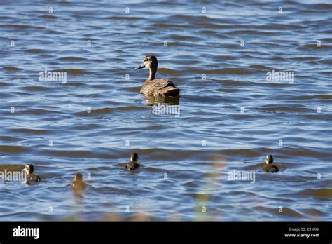 Pacific Black Duck Anas Superciliosa With Ducklings Chicks Stock