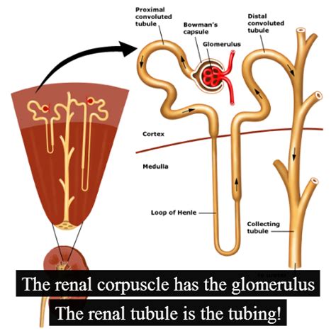 • define the clearance for any substance. A fun and easy way to remember 'Renal corpuscle and renal ...