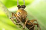 Images of Carpenter Ants Zombie Fungus