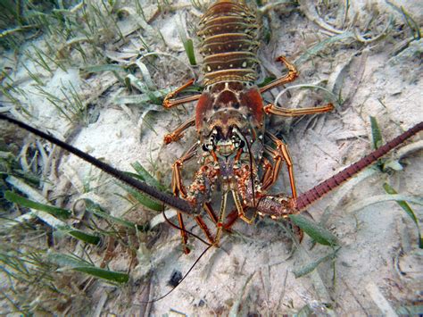 Caribbean Spiny Lobster From Glovers Reef Marine Reserve Belize On