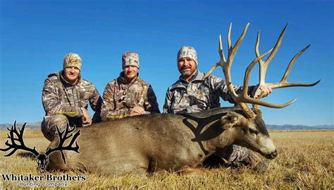 Colorado Trophy Mule Deer Photo 7 Whitaker Brothers Hunting Company