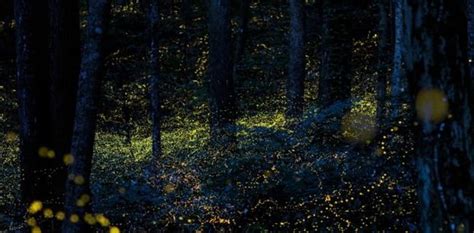 Stunning Photos Of Glowing Fireflies Oversixty Long Exposure Photos Exposure Photography
