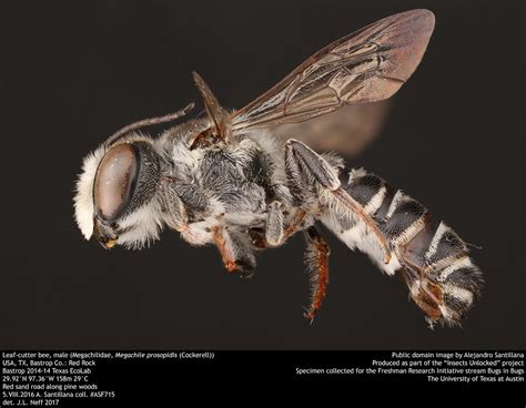 Asf737 Leaf Cutter Bee Male Megachilidae Megachile Pros Flickr