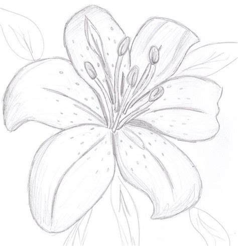 35 Flower Drawings For Beginners Step By Step Harunmudak