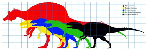 Carcharodontosaurus is most likely larger. File:Theropod Sizes.jpg - Wikimedia Commons