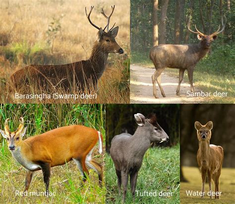 Types Of Deer Around The World Hafaspot