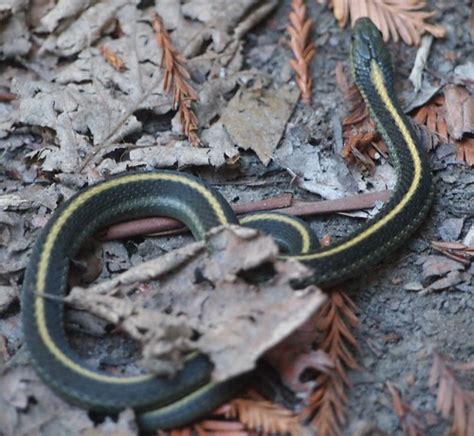 Santa Cruz Garter Snake Thamnophis Atratus Atratus Flickr