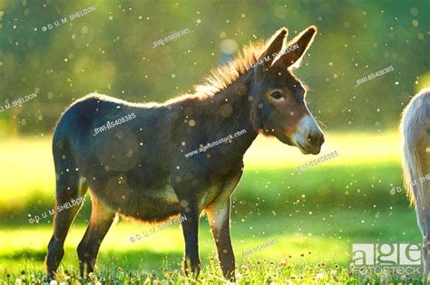 Domestic Donkey Equus Asinus Asinus Standing In A Meadow Germany