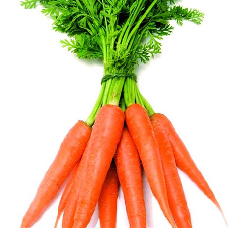 Fresh Carrot China Carrots And Fresh Carrots