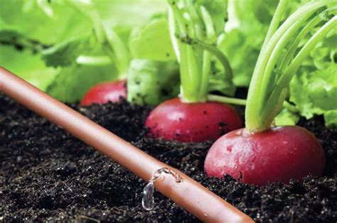 The Best Drip Irrigation Systems For Outdoor Plants