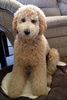 Whether a goldendoodle puppy or an adult, all doods sporting the teddy bear cut are like walking versions of cuddly teddy bears—so irresistibly cute they melt your heart. The gallery for --> Goldendoodle Teddy Bear Cut