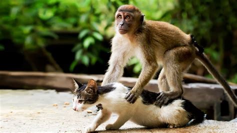 Monkeys Vs Cats Best Monkey Playing With Cats Videos